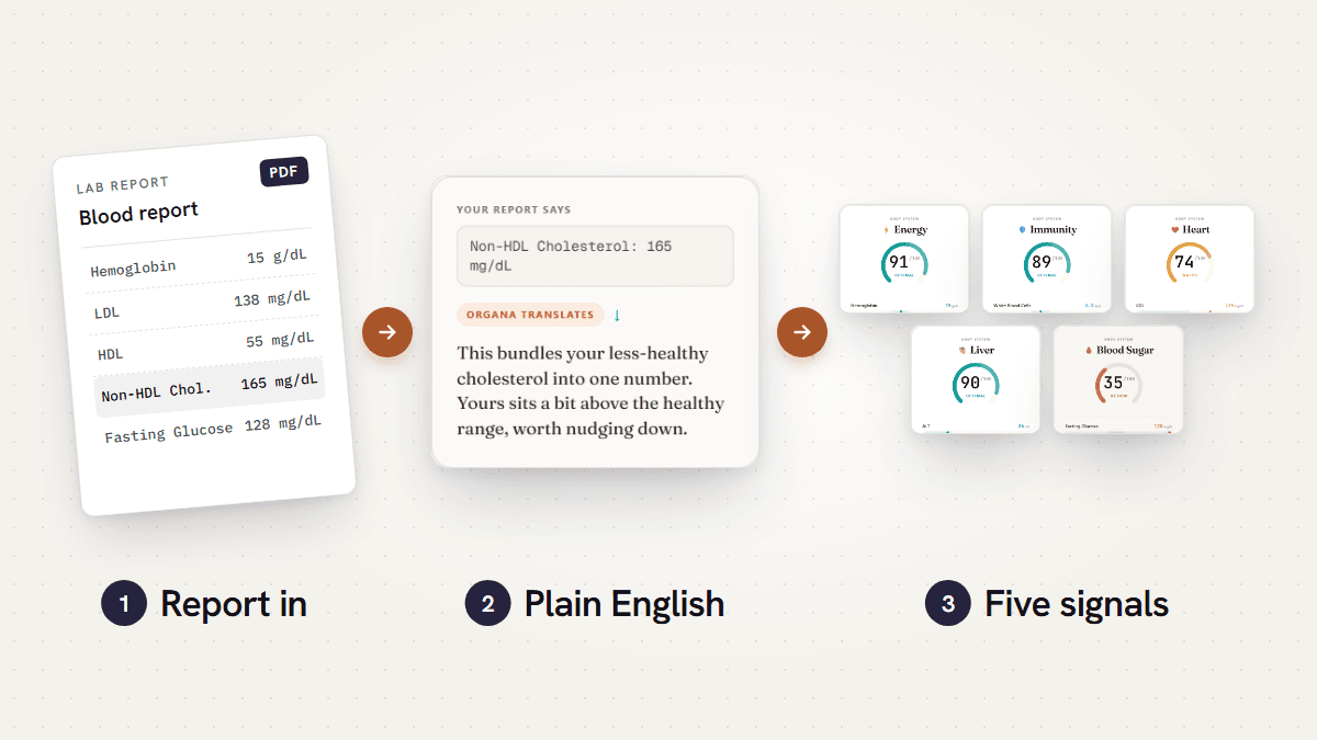 How Organa works: upload a blood report, read each marker in plain English, and see five body-system scores.